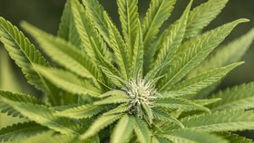 Marihuana je ve státě Maine legální, navíc má majitelka Gillová licenci, která jí dovoluje pěstovat a využívat omamnou bylinu k medicínským účelům