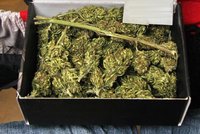 Němci dávají zelenou „trávě“: Vláda chce povolit až 30 gramů marihuany bez postihu