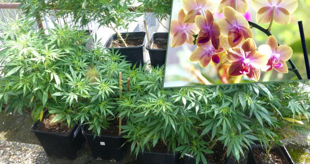 Pár v Ostravě pěstoval marihuanu, tvrdili, že jde o orchideje. (Ilustrační foto)