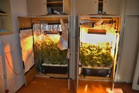 Vynalézavý vysokoškolák: Marihuanu pěstoval ve skříni na koleji