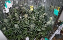To není vtip: V léčebně pro drogově závislých si pacienti pěstovali marihuanu!