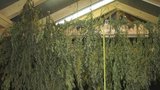 Velká rána: Kriminalisté zabavili 50 kilo marihuany za miliony! Šéf gangu na ni má alergii 