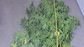 Megarostlina marihuany: mladík ji pěstoval v lese