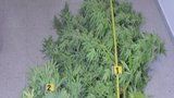 Megarostlina marihuany: mladík ji pěstoval v lese