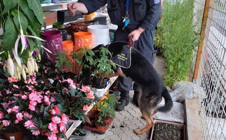 Celníci objevili na Děčínsku v prodejně smíšeného zboží, kde prodávali květináče s konopím.
