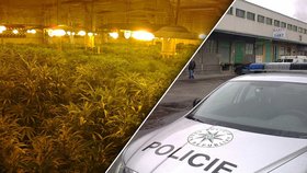 Policisté odhalili pěstírnu marihuany, která v Česku láme rekordy.
