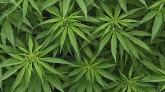 Vladan Gallistl: Konopné vystřízlivění za miliardu Vladan Gallistl: Konopné vystřízlivění za miliardu