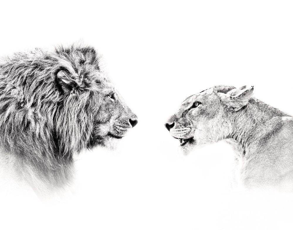 Tváří v tvář (2020) Lev a lvice z tanzanské smečky v národním parku Serengeti