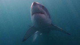 Potápěč Mark Graham zažil neuvěřitelně blízké setkání se žralokem.