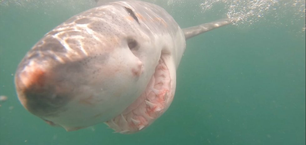 Potápěč Mark Graham zažil neuvěřitelně blízké setkání se žralokem.
