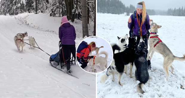 Roztomilý husky Frank se zaběhl v Krkonoších: Pátrači jsou mu na stopě!