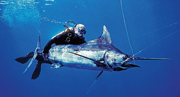Tuláci moří: Jak chránit ryby volného oceánu