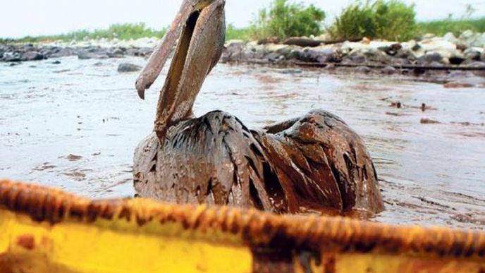 Marná snaha. Pelikáni se snaží vyprostit z ropy husté
jako dehet. Na pobřeží voda vyplavuje mrtvé ptáky
a delfíny pokryté kalem