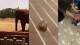 Slon v zoo zabil školačku (†7): Hodil po ní kámen a zasáhl ji do hlavy