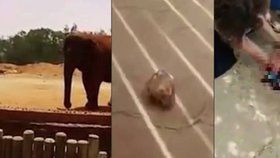 Slon v marocké zoo zabil školačku (†7). Hodil po ní kámen a trefil se do hlavy.