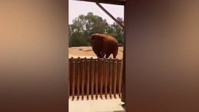 Slon v marocké zoo zabil školačku (†7).