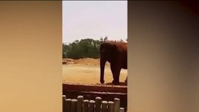 Slon v marocké zoo zabil školačku (†7).