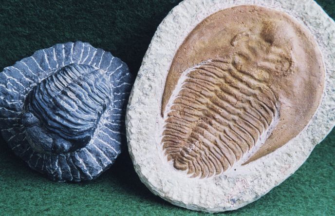 Dva trilobiti z Maroka: větší je typický padělek, menší je pravý, ale přitmelený ke kameni s rýhami předstírajícími preparaci.