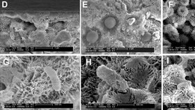 Vědci objevili bakterie v etiopské sopce, kde nemělo být nic schopné přežít. Je tak možné, že život se vyskytuje i na Marsu