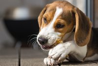 Pozor: Až 80 % psů trpí onemocněním dásní. Ke psímu zubaři vyrazil i herec Milan Peroutka