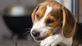 Pozor: Až 80 % psů trpí onemocněním dásní. Ke psímu zubaři vyrazil i herec Milan Peroutka