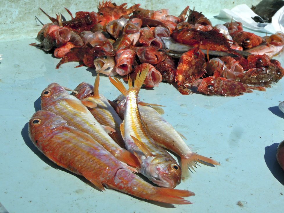 Malé červené útesové rybky jsou jednou z důležitých ingrediencí bujabézy.