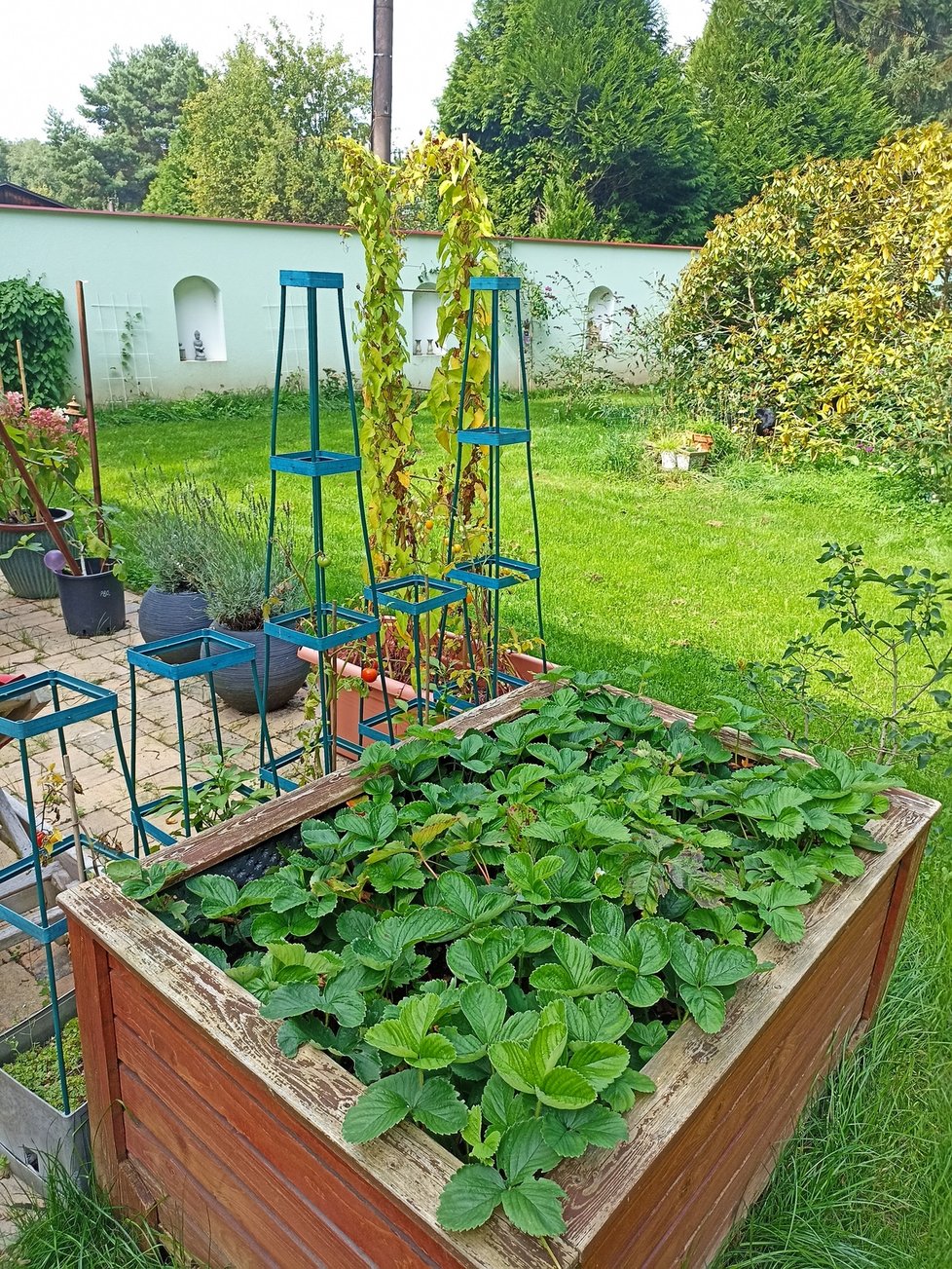 Na zahradě pěstuje rajčata, jahody...