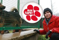 Marta Kubišová po konci pořadu Chcete mě?: Následujte Blesk tlapky!