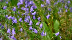 Nejlépe hodnocené: Zvonek okrouhlolistý (Campanula rotundifolia)