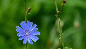 Nejlépe hodnocené: Čekanka obecná (Cichorium intybus)