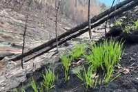 Na spáleništích v Českém Švýcarsku vyrašila první tráva! Konec požáru se blíží