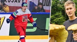 Zlatý hoch Nečas: Léto na houby Zlatý hoch Nečas: Léto na houby