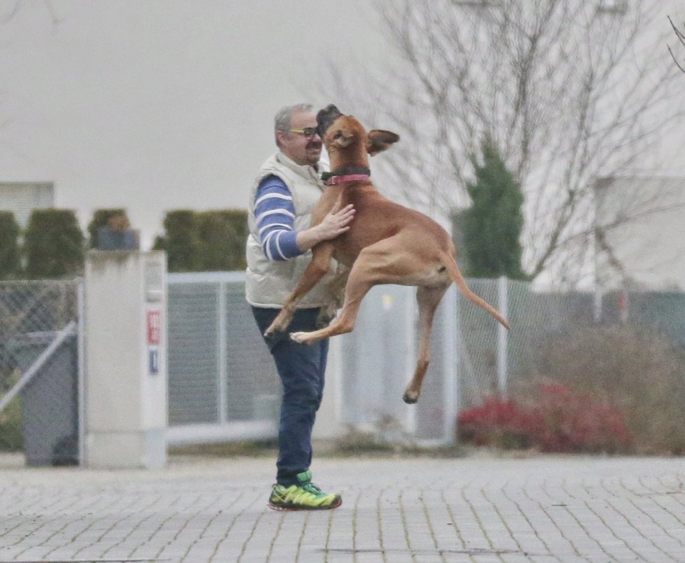 Fenka německé dogy Limpy se z hercova návratu mohla zbláznit radostí.