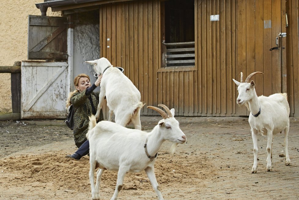 Martina Randová alias Heluš z Ordinace se válela v močůvce s kozami.