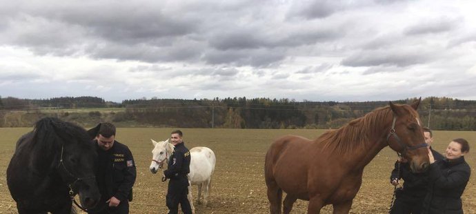 S odchytem zatoulaných koní pomáhali Martině Růžičkové a Barboře Málkové nakonec i policisté