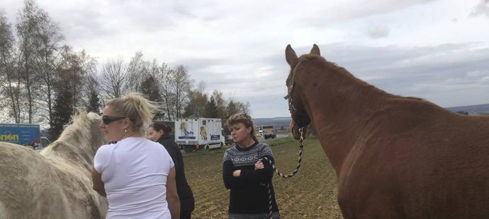 Martina Růžičková drží jednoho z odchycených koní na cestě z Hradce Králové do Prahy