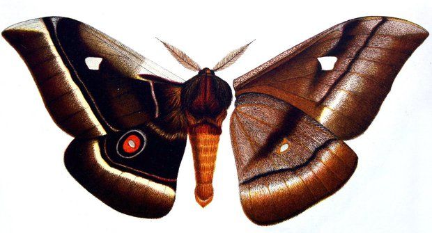 "Chlupatý" obr martináč: Největší motýl na světě