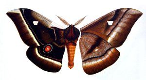 "Chlupatý" obr martináč: Největší motýl na světě