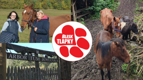 Podnikatelské plány s arboretem zarůstají plevelem. V něm živoří koně, nejhůř je na tom Maruška