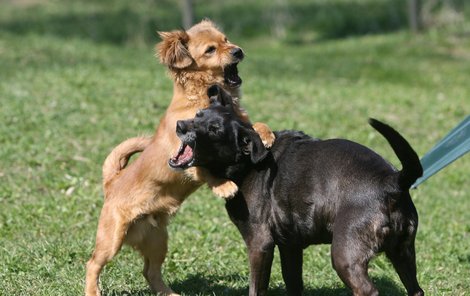I když je Máša psí seniorka, dovádí s Alíkem jako štěně.