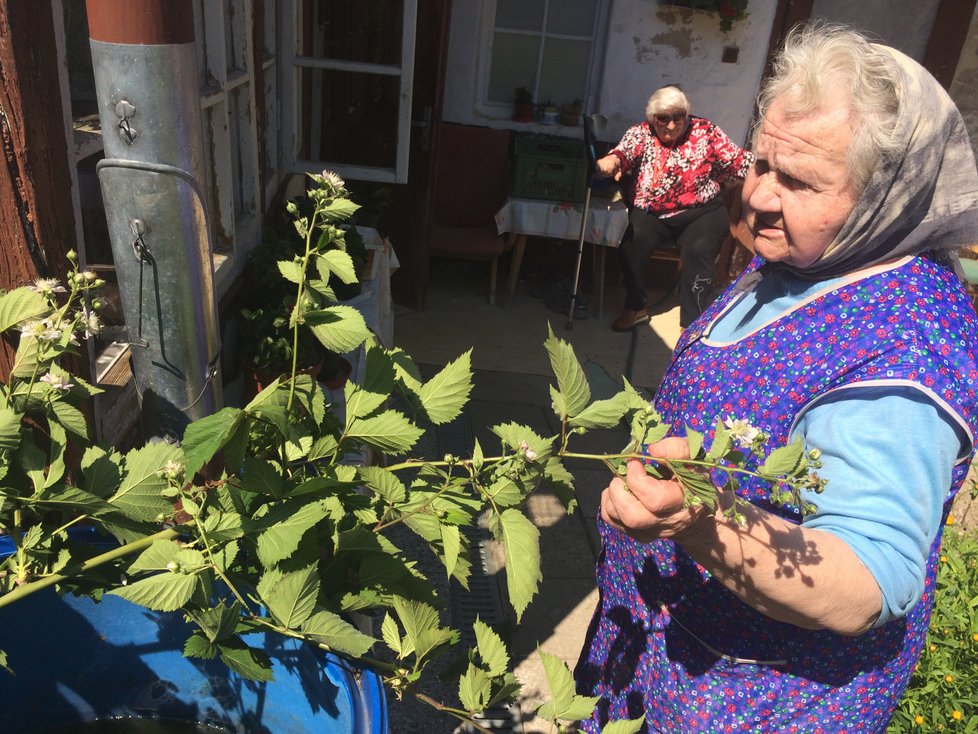 Anna Michnová (86) sousedí přímo s Masarykovým domkem. Kvůli pádu střechy přišla například o maliník.