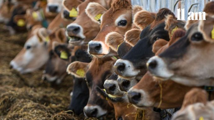 Levné potraviny v posledních měsících výrazně pomáhaly držet českou inflaci při zemi a některé ceny se dostaly nezvykle nízko. Levné potraviny v posledních měsících výrazně pomáhaly držet českou inflaci při zemi a některé ceny se dostaly nezvykle nízko.