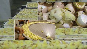 Šílené záběry z kuřecích líhní: Takhle krutě se zachází s malými kuřátky, než vám skončí na talíři.