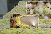 Šílené záběry z kuřecích líhní: Takhle krutě se zachází s kuřátky, než vám skončí na talíři