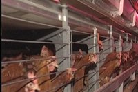 Antibiotiky se dopují i zdravá zvířata, tvrdí chovatel!