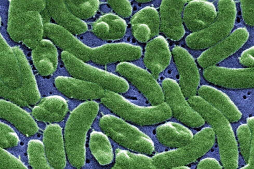 Masožravá bakterie