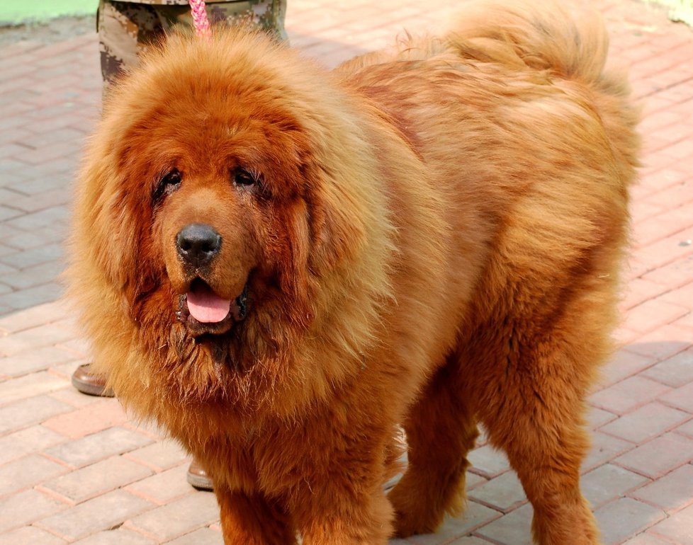 Nejdražší pes: mastif Big Splash za 26 milionů korun.