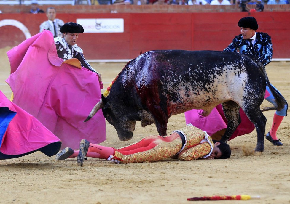 Při koridě v Madridu zemřel slavný toreador Víctor Barrio, když ho býk napíchl na rohy.