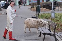 Domácí mazlíček Matěje Rupperta: Zpěvák vyvenčil ovci