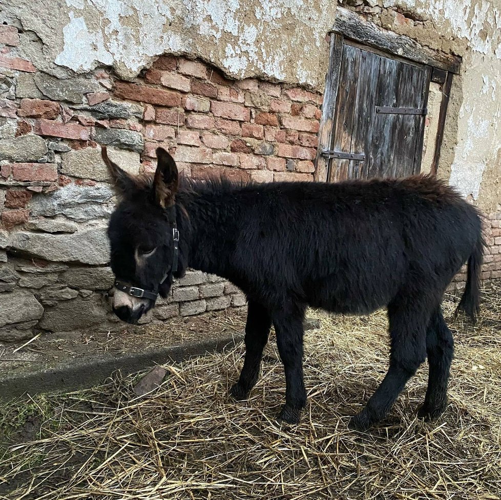 Krejčík a Stropnický mají osla Balbína, se kterým chodí na procházky.